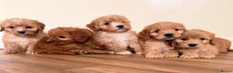 Cockapoo dogs for sale: Beautiful puppies ready to go  - Advert 14