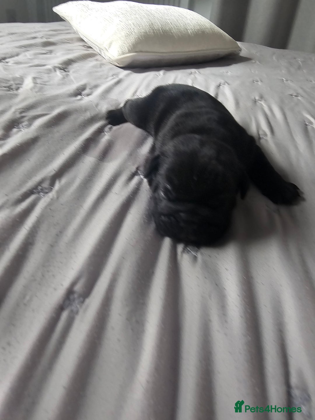 English Bulldog dogs for sale: KC Reg Champion Bloodlines 1 Girl Left £ 2800 - Image 24