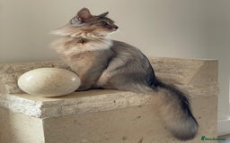 Somali cats for sale: Usual Silver Somali 7 month male kitten - Image 4
