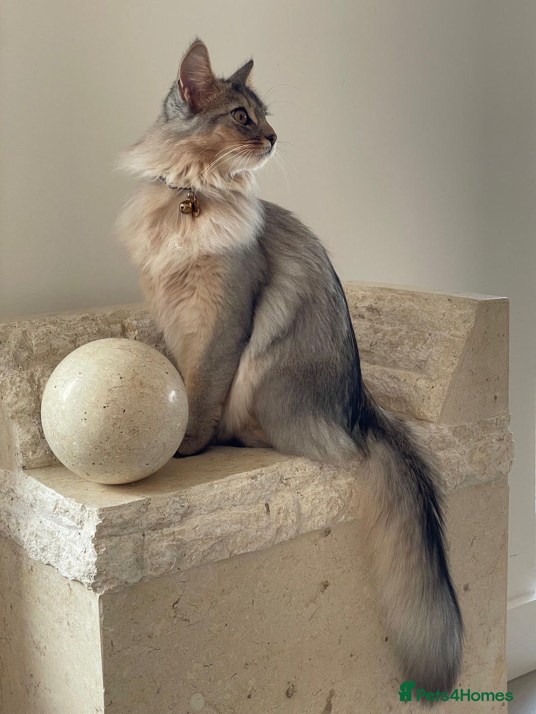 Somali cats for sale: Usual Silver Somali 7 month male kitten - Image 4