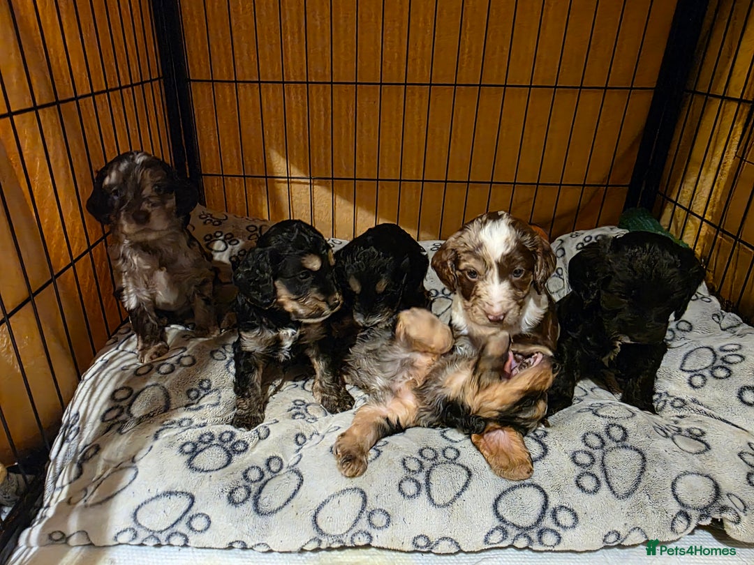 Cockapoo dogs for sale: Beautiful F1b cockapoo puppies  - Advert 3