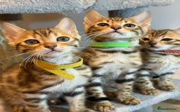 Bengal cats for sale: Exquisite TICA Registered gold&snow BengalKittens  - Image 1