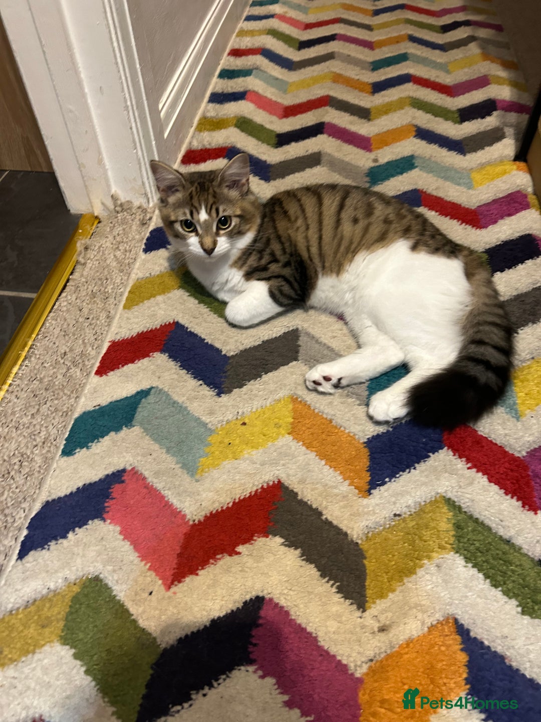 Mixed Breed cats for sale: Mixed Main coon and Tabby - Advert 4