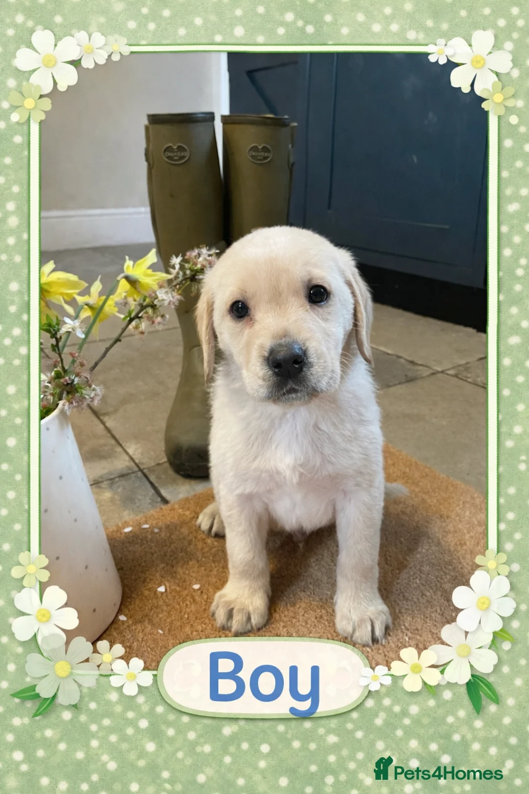 Labrador Retriever dogs for sale: Beautiful Labrador Puppies  - Advert 2