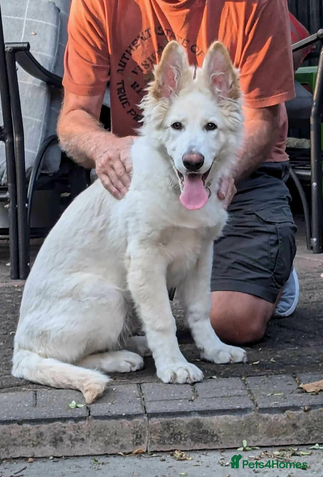 Sheprador dogs for sale: Beautiful Sheprador pupies in Wirral - Advert 1