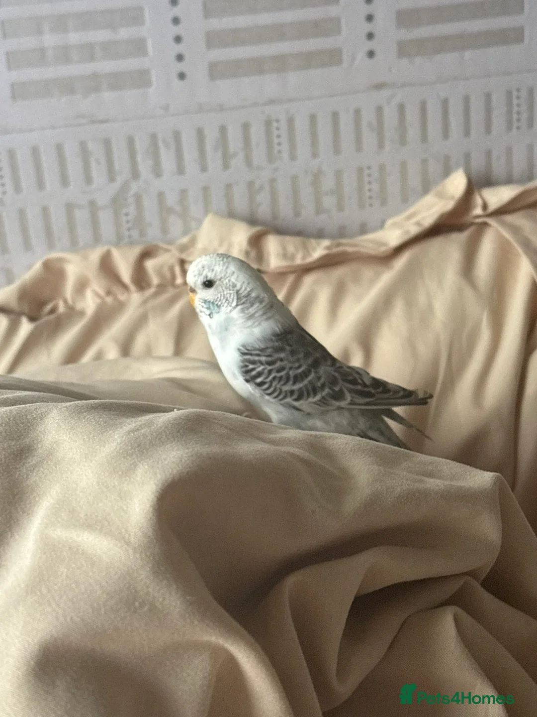 Budgerigars birds for sale: 1 normal and 1 exhibition budgie  - Advert 2