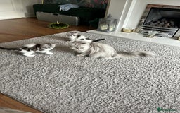 Persian cats for sale: Persian cross kittens  - Image 12