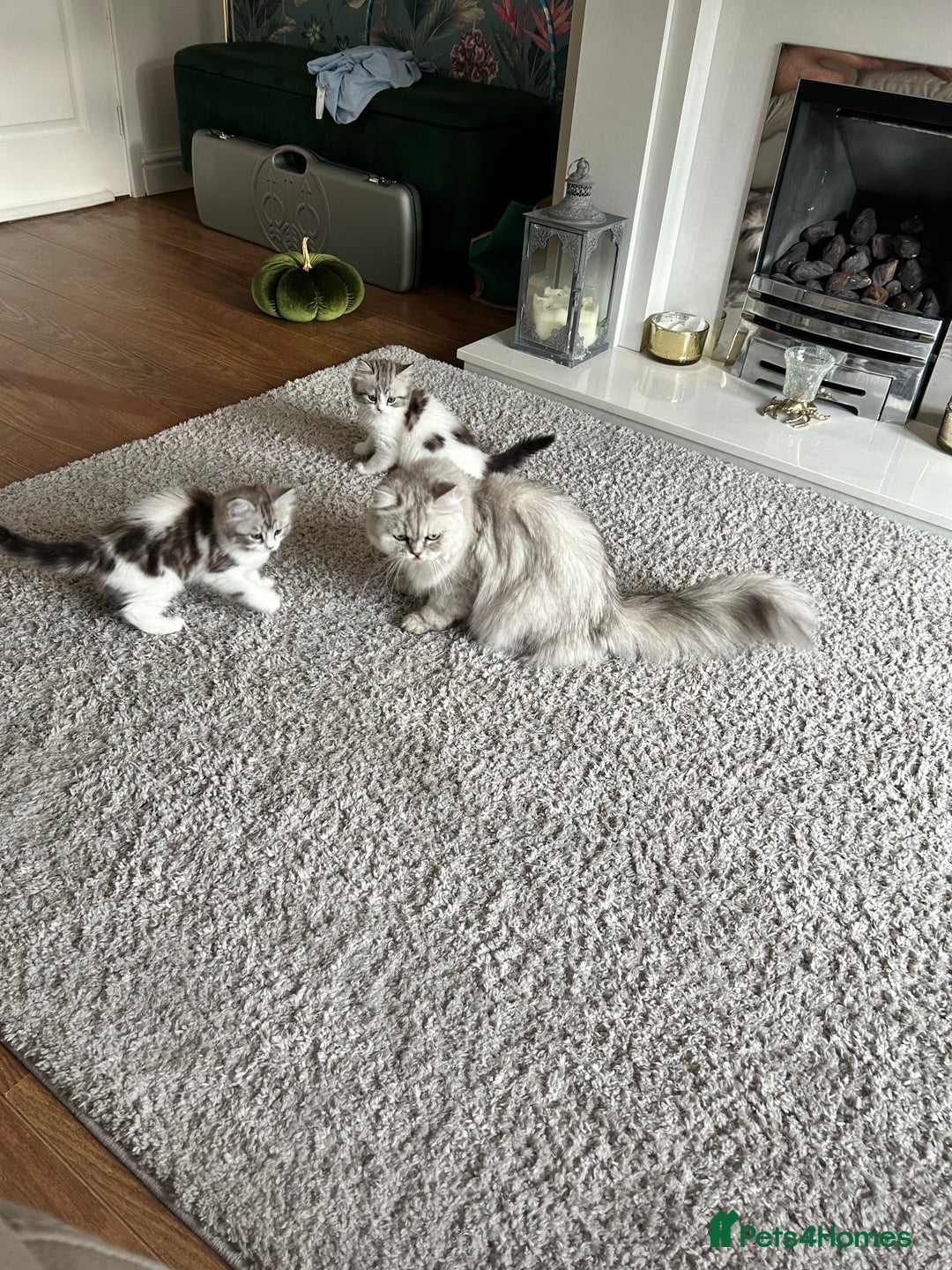 Persian cats for sale: Persian cross kittens  - Image 12