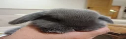 Mini Lop rabbits for sale: Baby Eclipse is ready to reserve!! - Advert 10