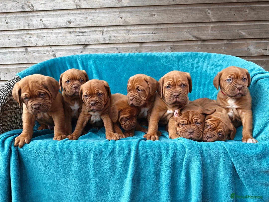 Dogue De Bordeaux dogs for sale: 9 Stunning bundles of joy - Advert 1