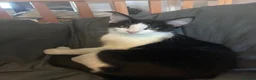 Mixed Breed cats for sale: Mainecoon mix breed in Reading - Advert 3