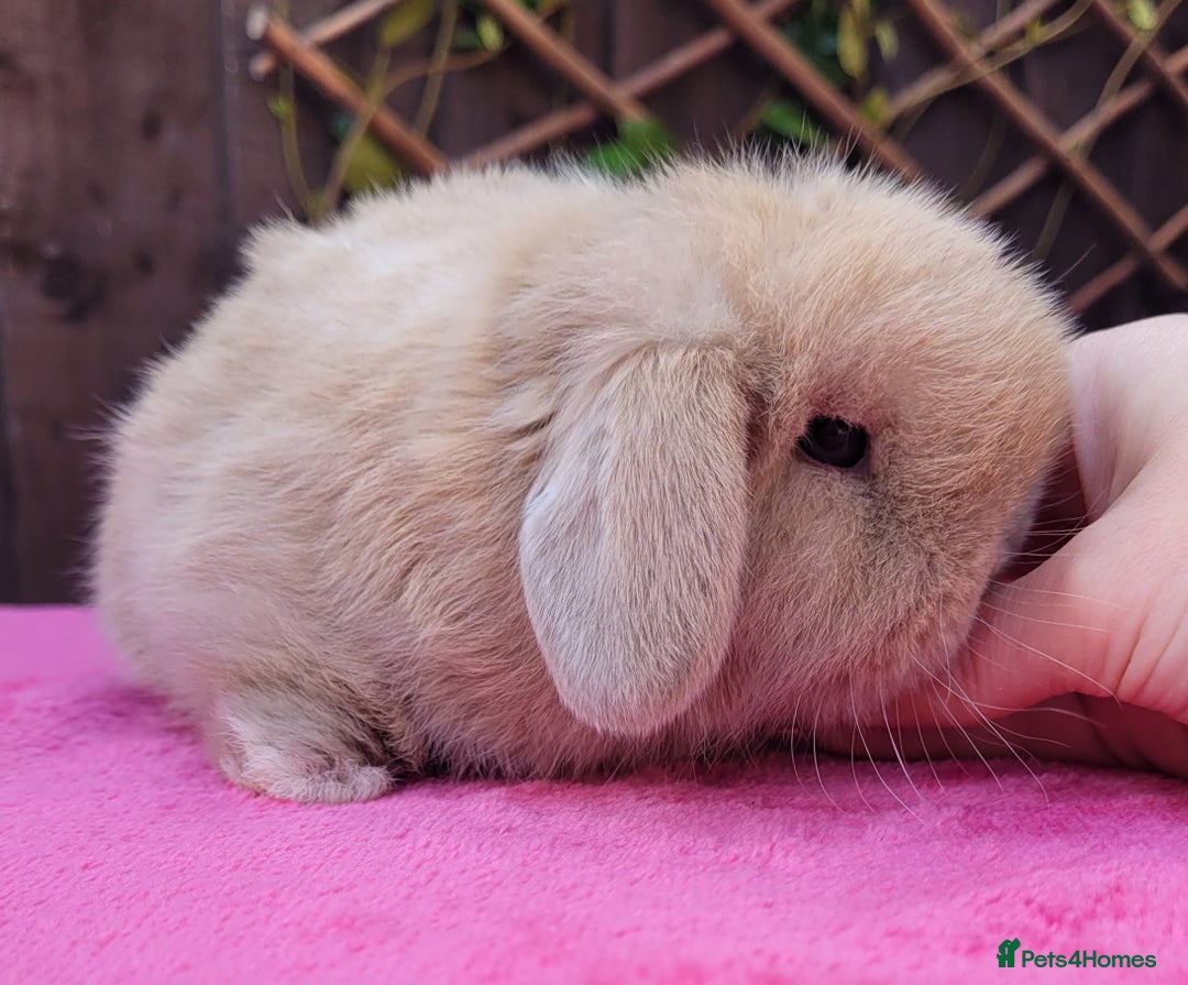 Mini Lop rabbits for sale: Stunning mini lops & bunnies available.  - Image 4