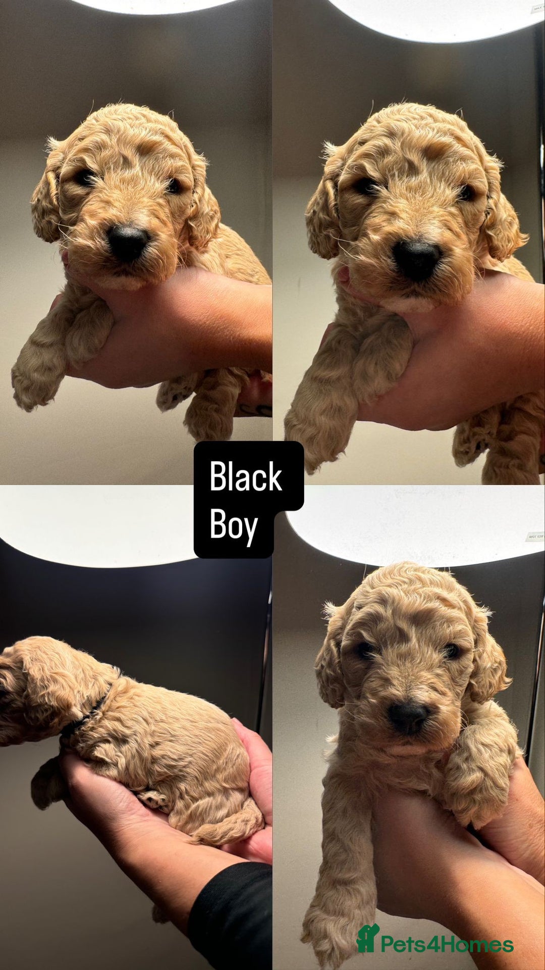 Mixed Breed dogs for sale: Cockapoo/Cavapoo Puppies - Advert 4