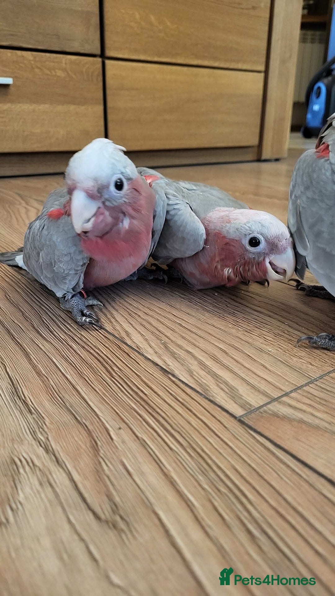Cockatoo birds for sale: Galah cockatoos babies DNA tested  - Advert 9