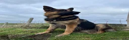 German Shepherd dogs for stud: KC Reg German Shepherd Stud available Proven - Advert 2