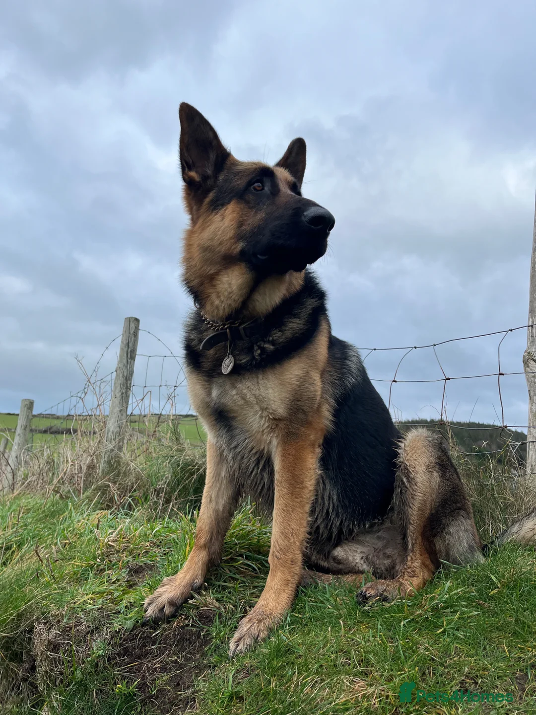 German Shepherd dogs for stud: KC Reg German Shepherd Stud available Proven - Advert 2