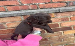 Cocker Spaniel dogs for sale: 3 male cocker spaniel pups  - Image 9