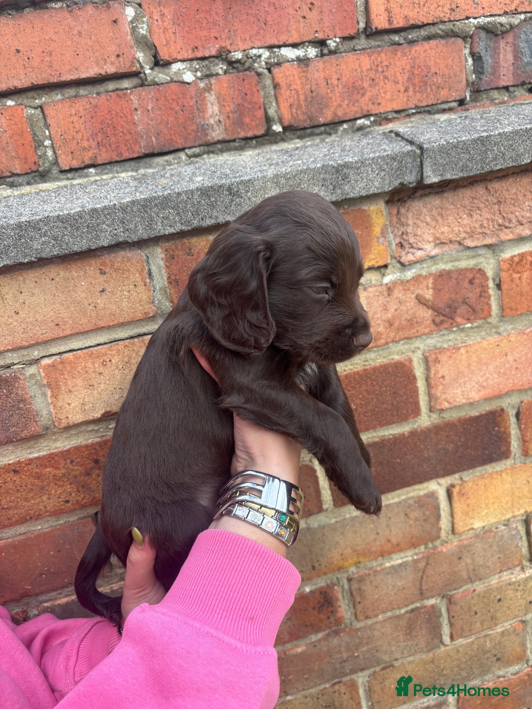Cocker Spaniel dogs for sale: 3 male cocker spaniel pups  - Image 9