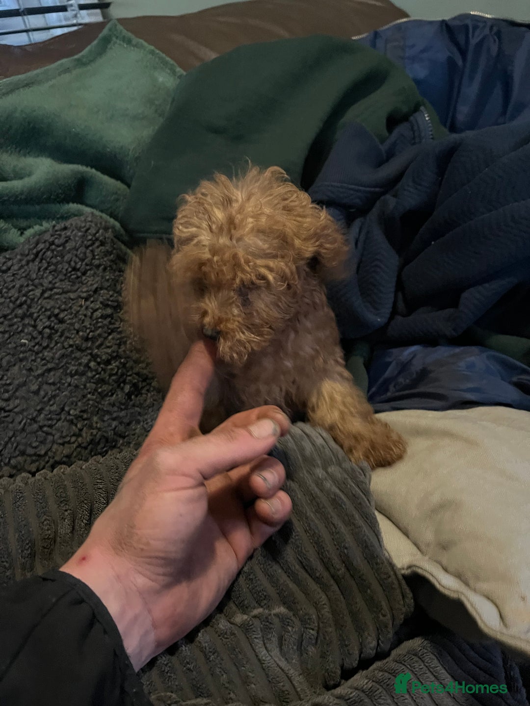 Mini Goldendoodle dogs for sale: Mini golden doodle f1b - Advert 14