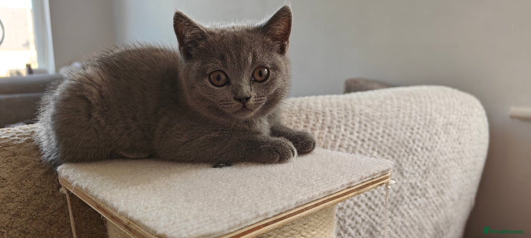 British Shorthair cats for sale: British shorthair blue / lilac kittens  - Image 22
