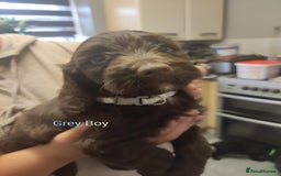 Mixed Breed dogs for sale: Sprockerpoo - Image 10