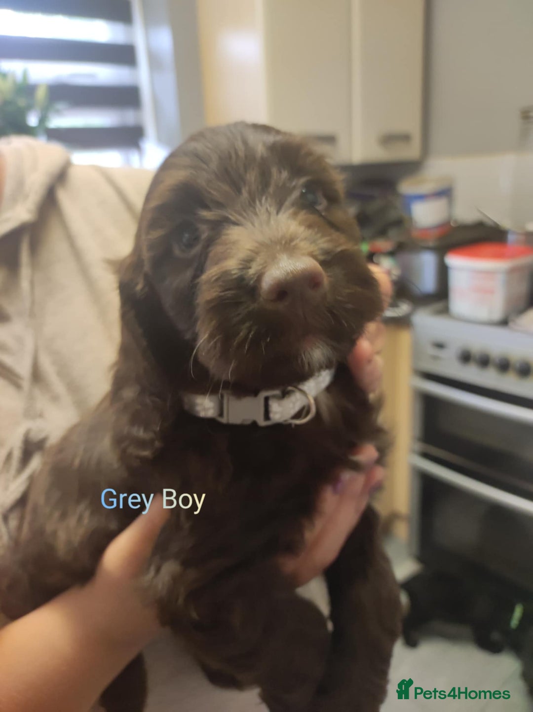 Mixed Breed dogs for sale: Sprockerpoo - Image 10