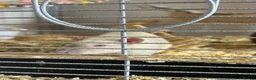 Rat rodents for sale: 4x rats and cage looking for rehoming read ad - Advert 13