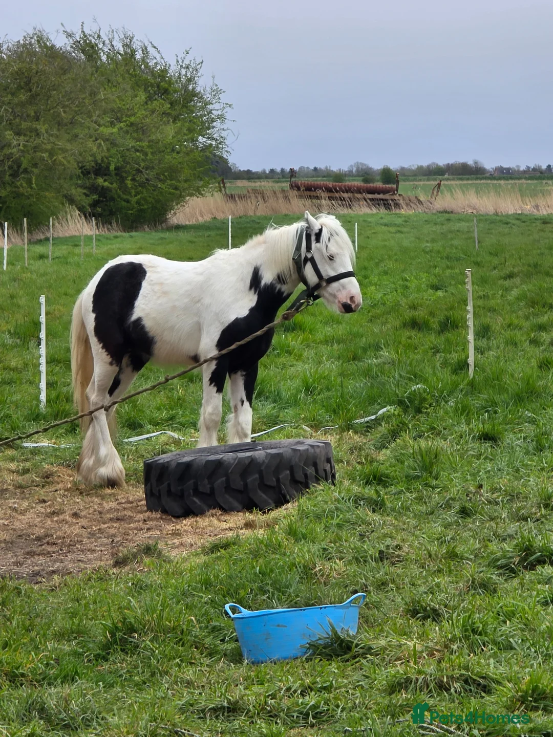 Irish Cob horses for sale: Rising 2 year old  piebald cob colt  in Louth - Advert 3