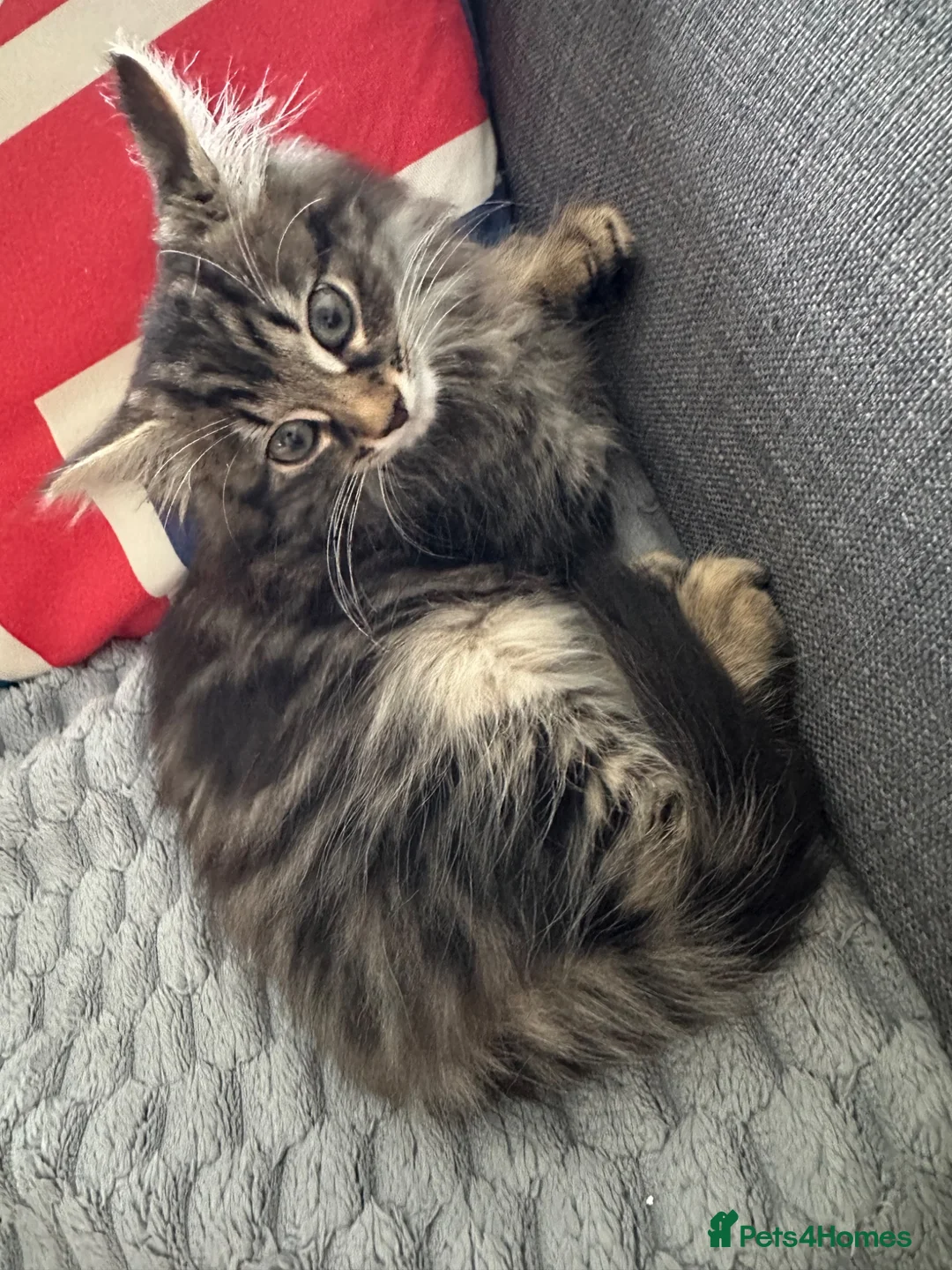 Mixed Breed cats for sale: Adorable male kitten for sale - Advert 3