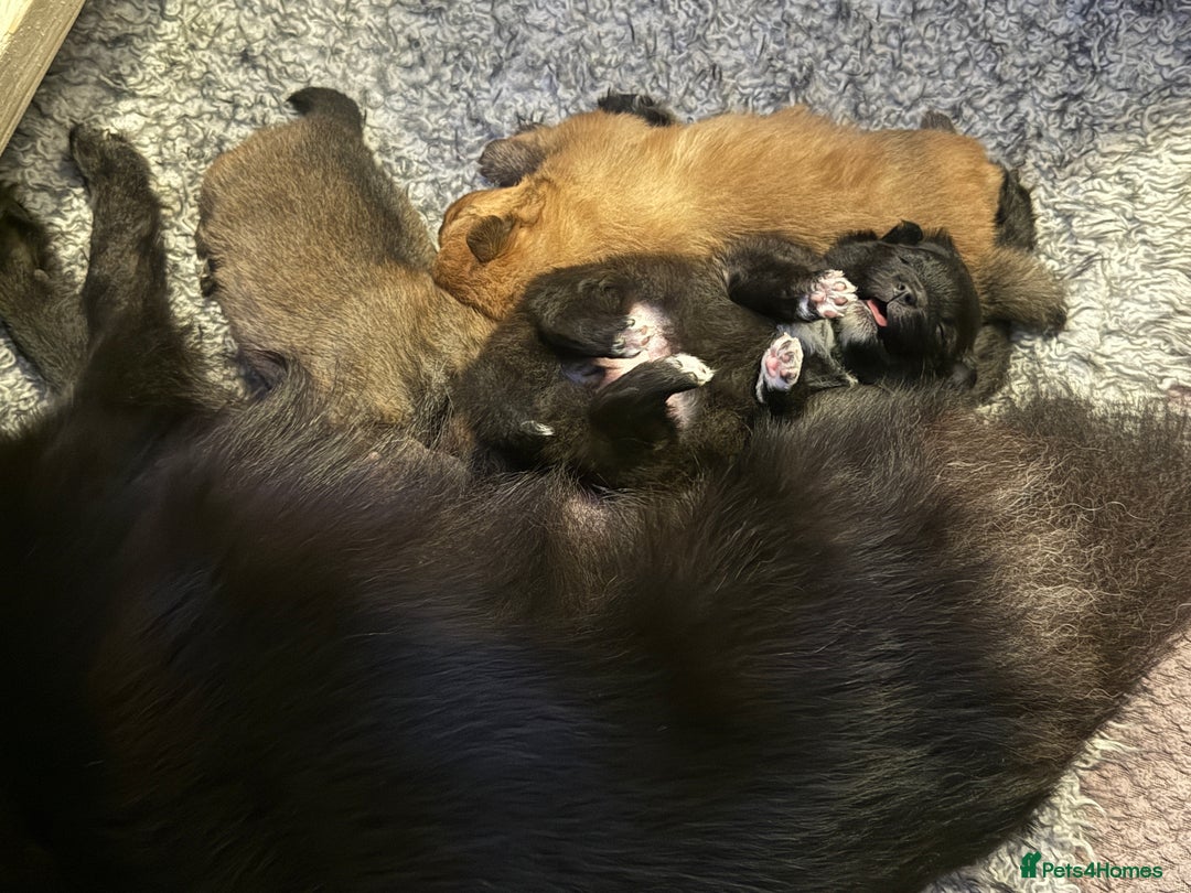 Pomeranian dogs for sale: Adorable Pomeranian puppies - ready January 25! - Advert 13