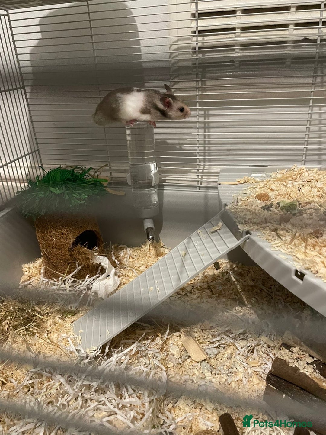 Hamster rodents for sale: Male hamster Oreo  - Advert 2