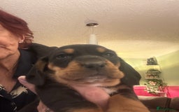 Mixed Breed dogs for sale: Basset Hound x Dacshund  - Image 5
