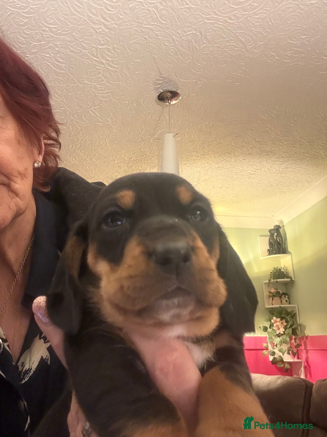Mixed Breed dogs for sale: Basset Hound x Dacshund  - Image 5
