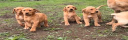Labrador Retriever dogs for sale: Labrador puppies  - Advert 3