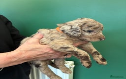 Cockapoo dogs for sale: Stunning Cockapoos looking for their new homes - Advert 8