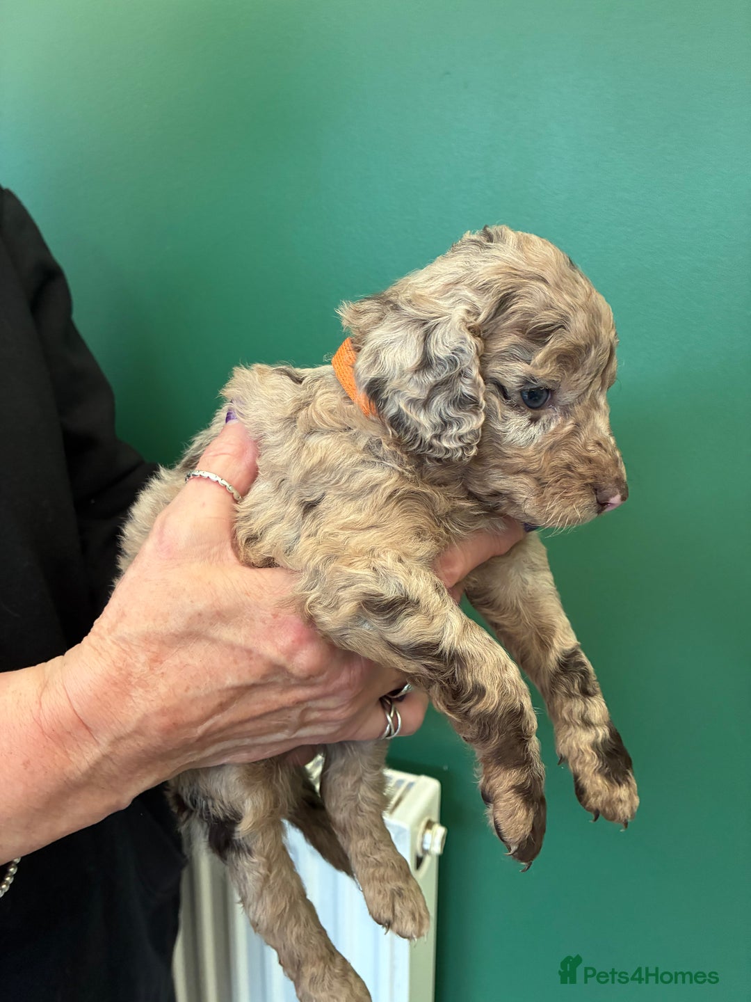 Cockapoo dogs for sale: Stunning Cockapoos looking for their new homes - Advert 8