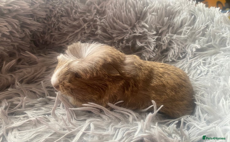Guinea Pig rodents - Advert 2