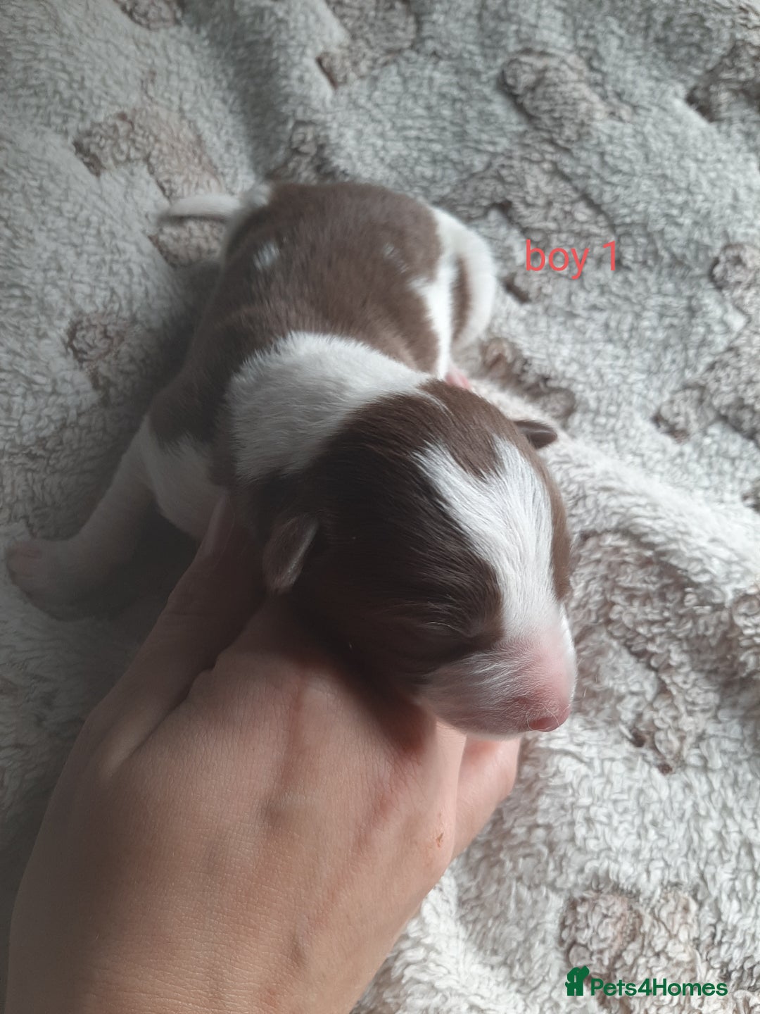 Border Collie dogs for sale: Border collie x Australian kelpie pups - Image 7