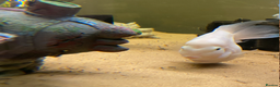 Cichlids fish for sale: 4x Uaru cichlids (Poor mans discus) - Advert 5