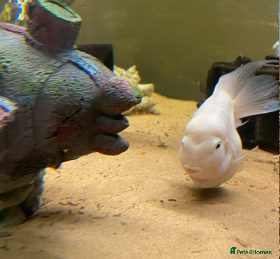 Cichlids fish for sale: 4x Uaru cichlids (Poor mans discus) - Advert 5