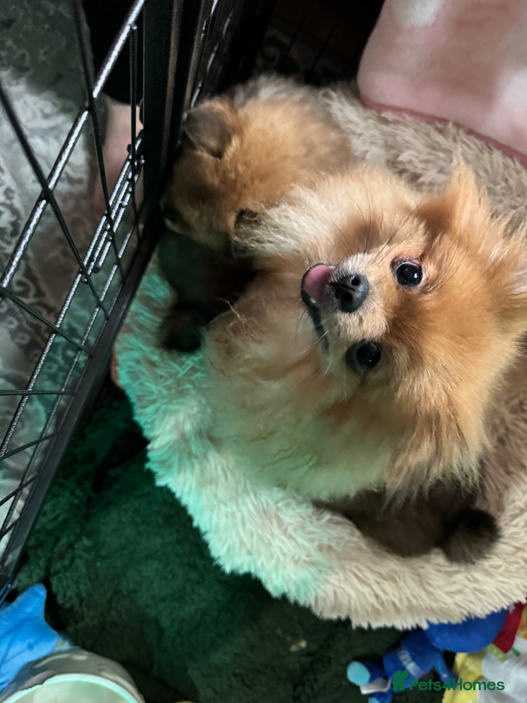 Pomeranian dogs for sale: Adorable Pomeranian Puppies – Orange Sable - Image 3