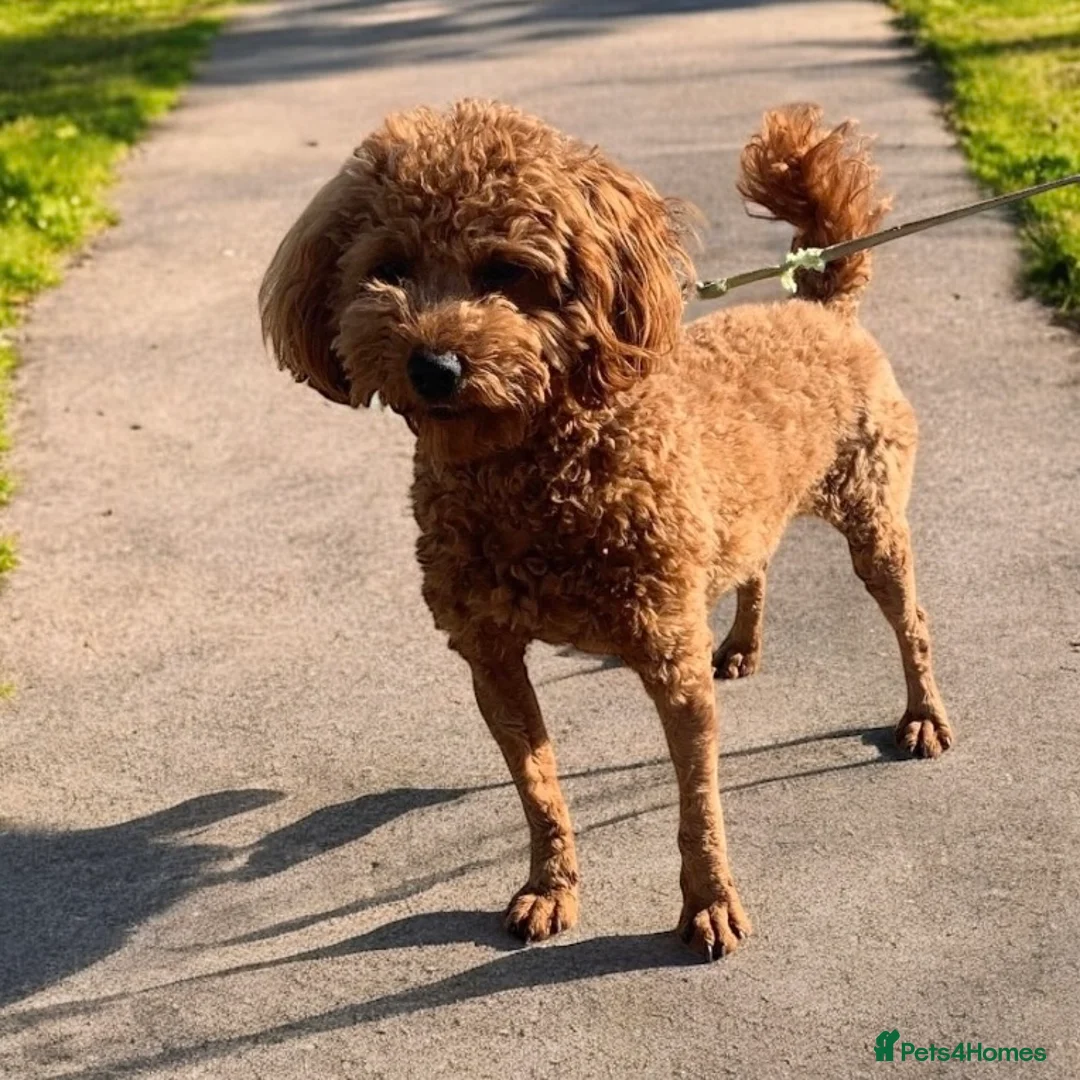Cavapoo dogs for sale: F1 Cavapoo Puppy’s!  - Advert 19