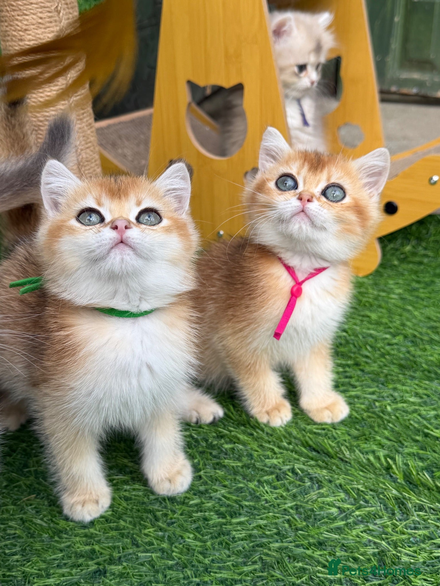 British Shorthair cats British Sh/Longhair golden kittens GCCF  - Advert 12