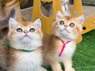 British Shorthair cats British Sh/Longhair golden kittens GCCF - Advert 12