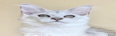 Boy 1