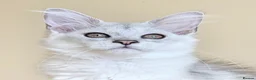 Maine Coon cats for sale: Registered Maine Coon Kittens - Advert 11