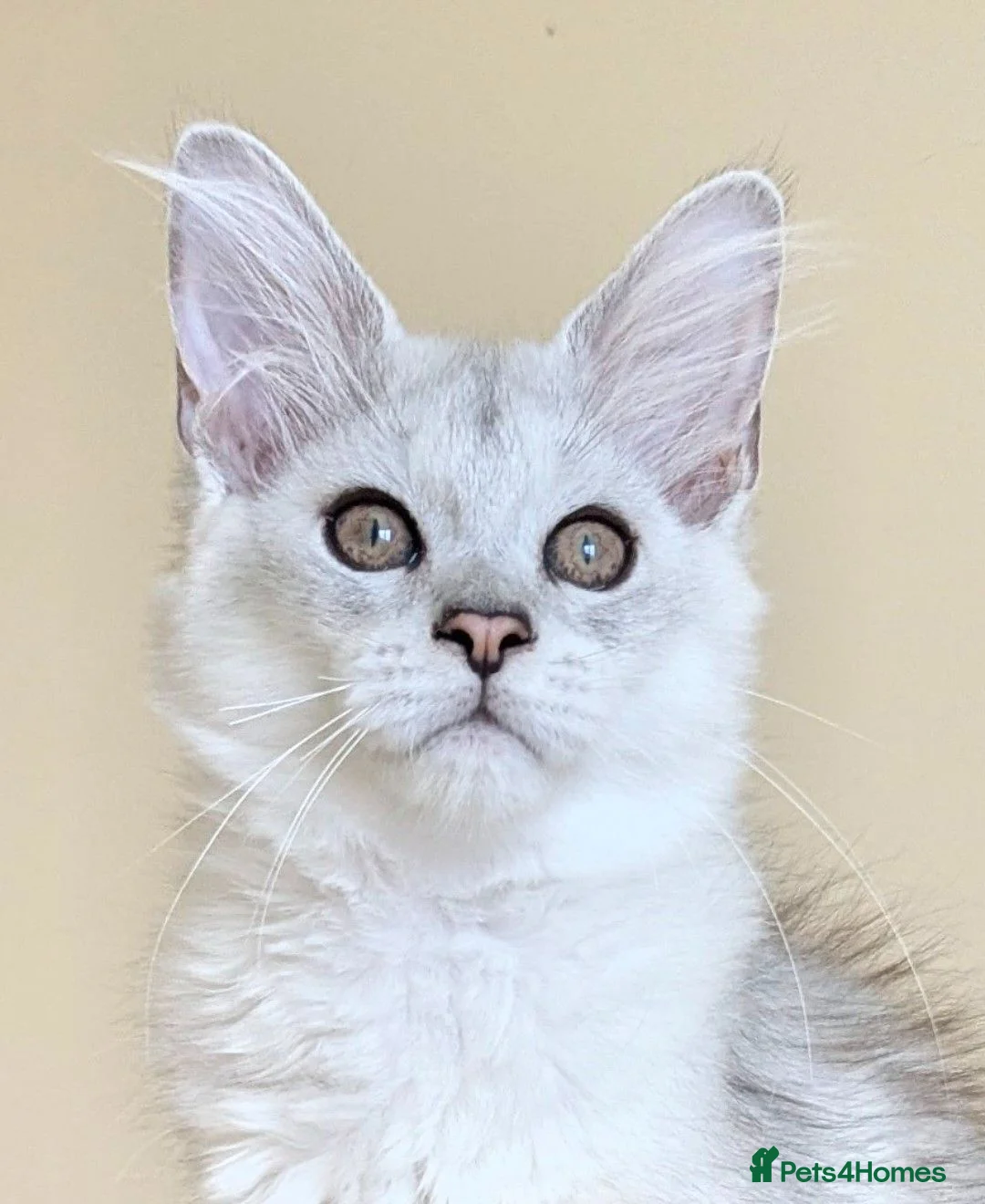 Maine Coon cats for sale: Registered Maine Coon Kittens - Advert 11