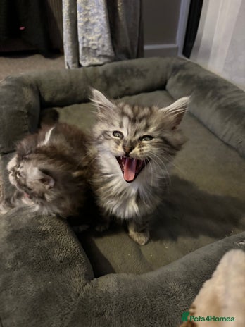 Maine Coon cats - Advert 1