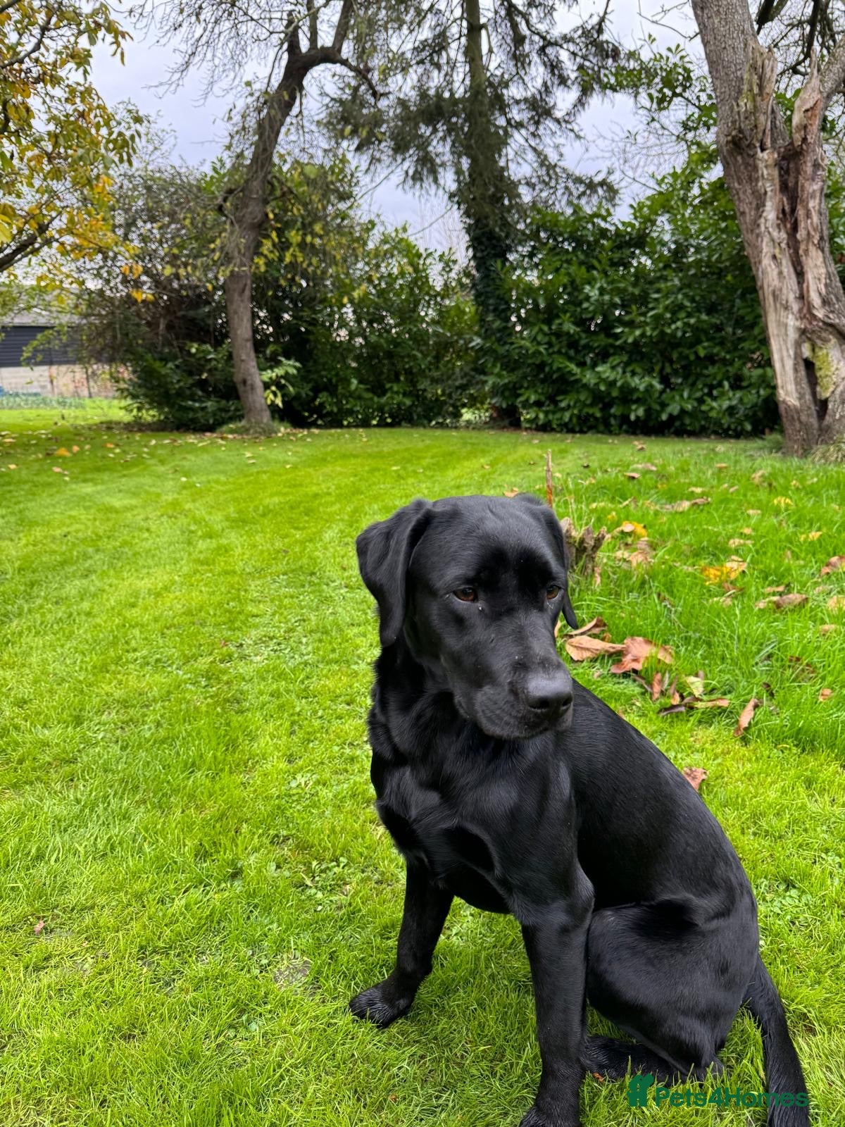 Labrador Retriever dogs for sale: Beautiful litter of Labrador puppies  - Advert 1