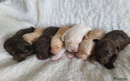 Cockapoo dogs for sale: F1b Cockapoos. Boys & Girls. DNA HEALTH TESTED - Image 24